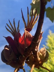Chiranthodendron pentadactylon