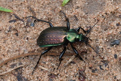Calosoma alternans