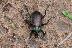 Calosoma alternans