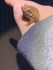 Craugastor mexicanus