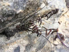 Pellaea glabella