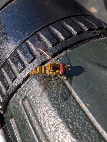 Unknown species found near Clay County, NC, USA