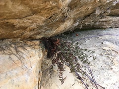 Pellaea glabella