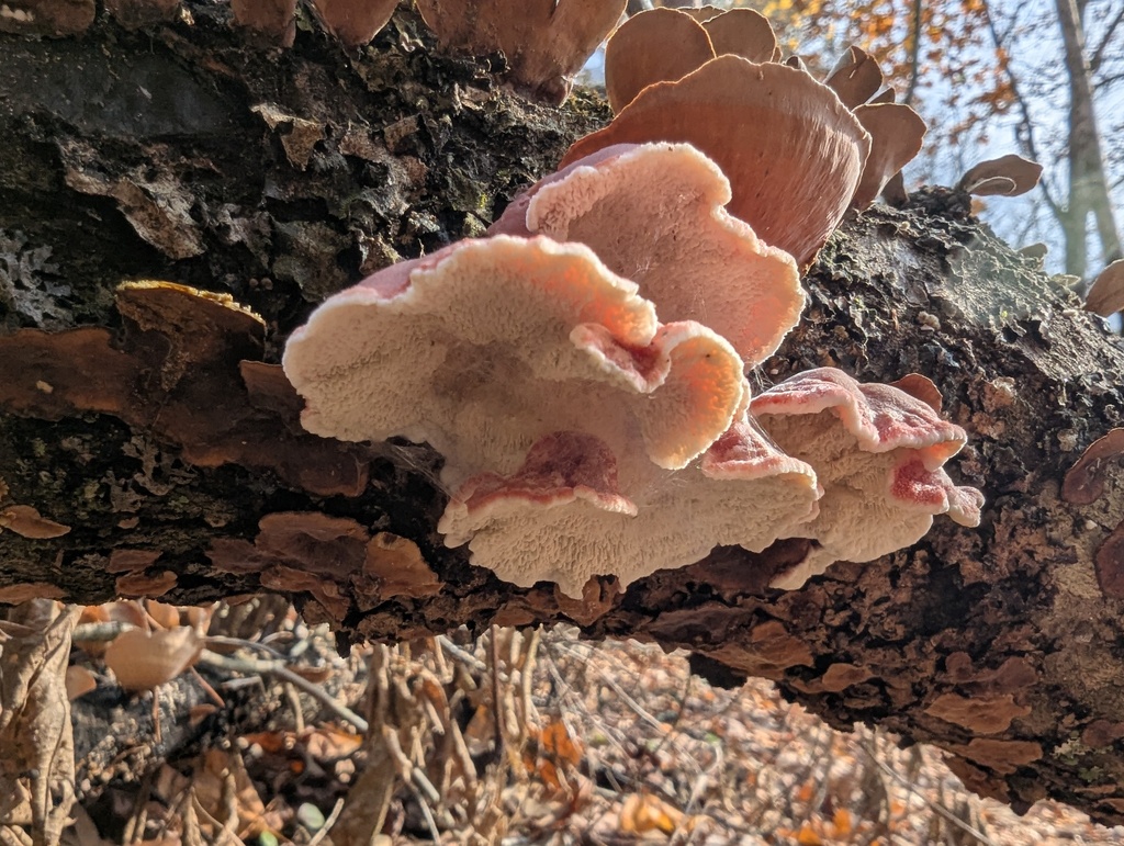 Phlebia incarnata · November 2025 · photo: © alinamartin (iNaturalist, cc-by)