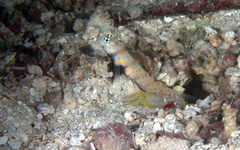 Amblyeleotris guttata