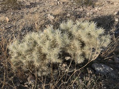 Cylindropuntia echinocarpa