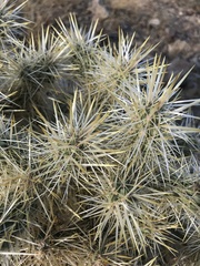 Cylindropuntia echinocarpa