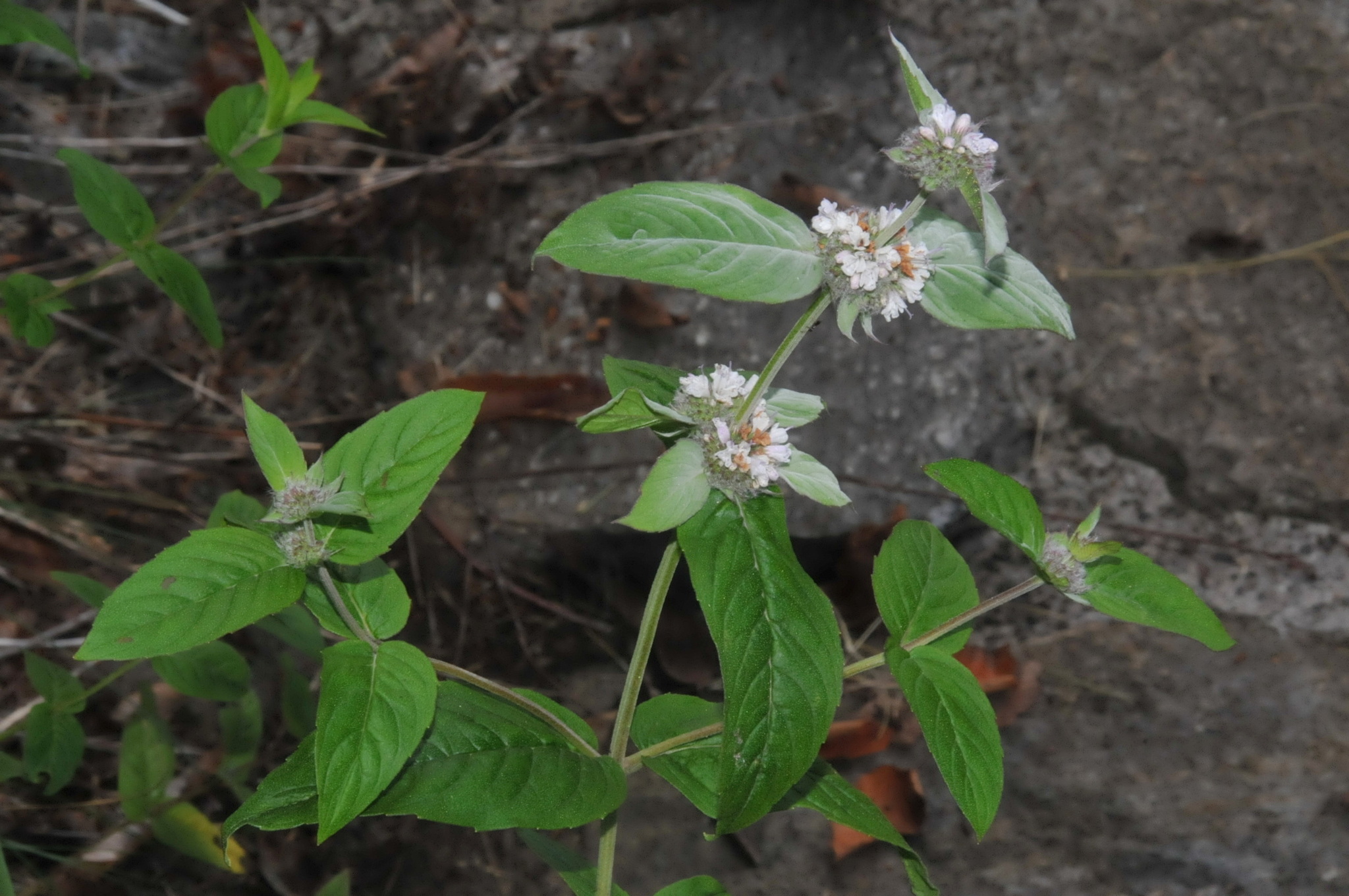 Beadle's Mountainmint (Pycnanthemum beadlei)