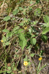 Abutilon dugesii