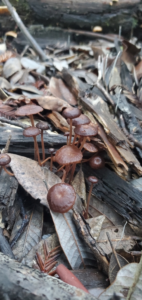 Collybiopsis villosipes · November 2025 · photo: © eric_austin (iNaturalist, cc-by)
