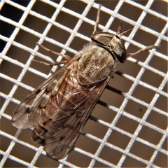 Stenotabanus