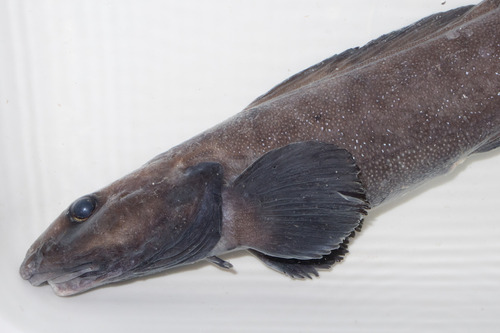 Newfoundland eelpout (Lycodes terraenovae) — Zoarcidae — 4