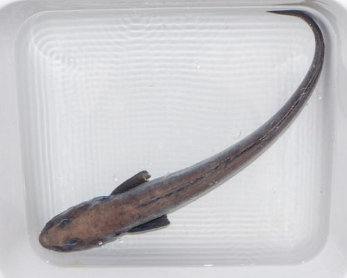 Newfoundland eelpout (Lycodes terraenovae) — Zoarcidae — 2