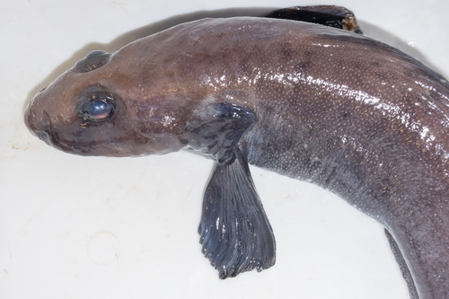 Newfoundland eelpout (Lycodes terraenovae) — Zoarcidae