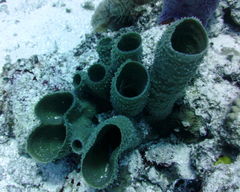 Callyspongia aculeata