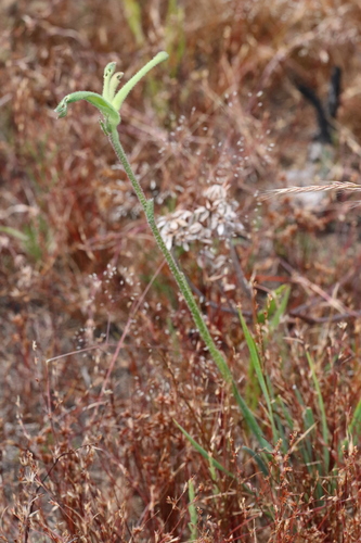 Anigozanthos viridis, photograph 2