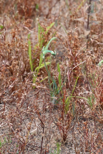 Anigozanthos viridis, photograph 3