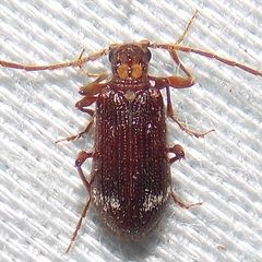 Ptinus raptor