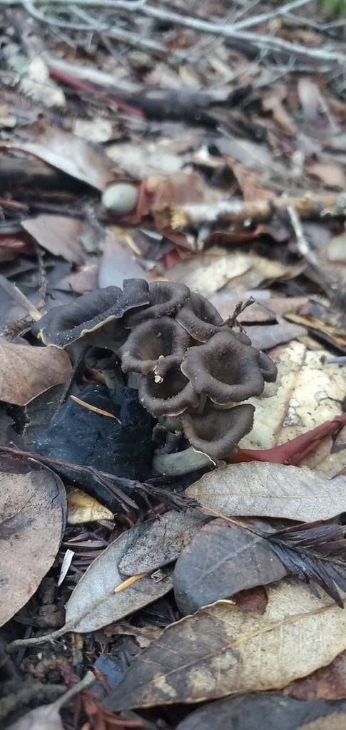 Craterellus calicornucopioides · November 2025 · photo: © eric_austin (iNaturalist, cc-by)