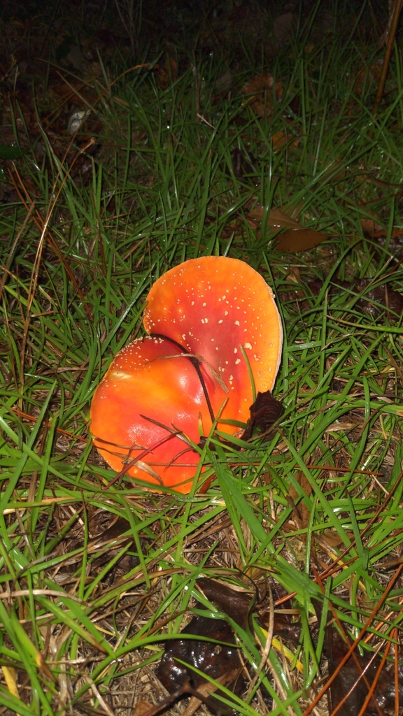 Amanita persicina · November 2025 · photo: © spaceman1331 (iNaturalist, cc-by)
