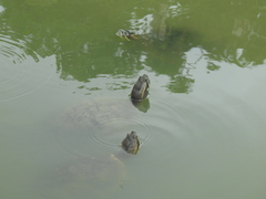 Trachemys venusta cataspila