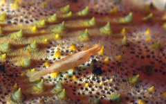 Zenopontonia soror