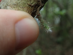 Pfeiffera ianthothele