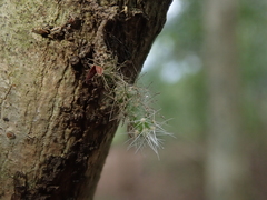 Pfeiffera ianthothele