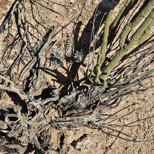 Lawrencia helmsii, 2025-11-20