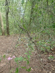 Tanaecium dichotomum