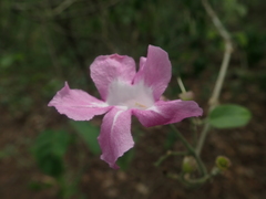 Tanaecium dichotomum