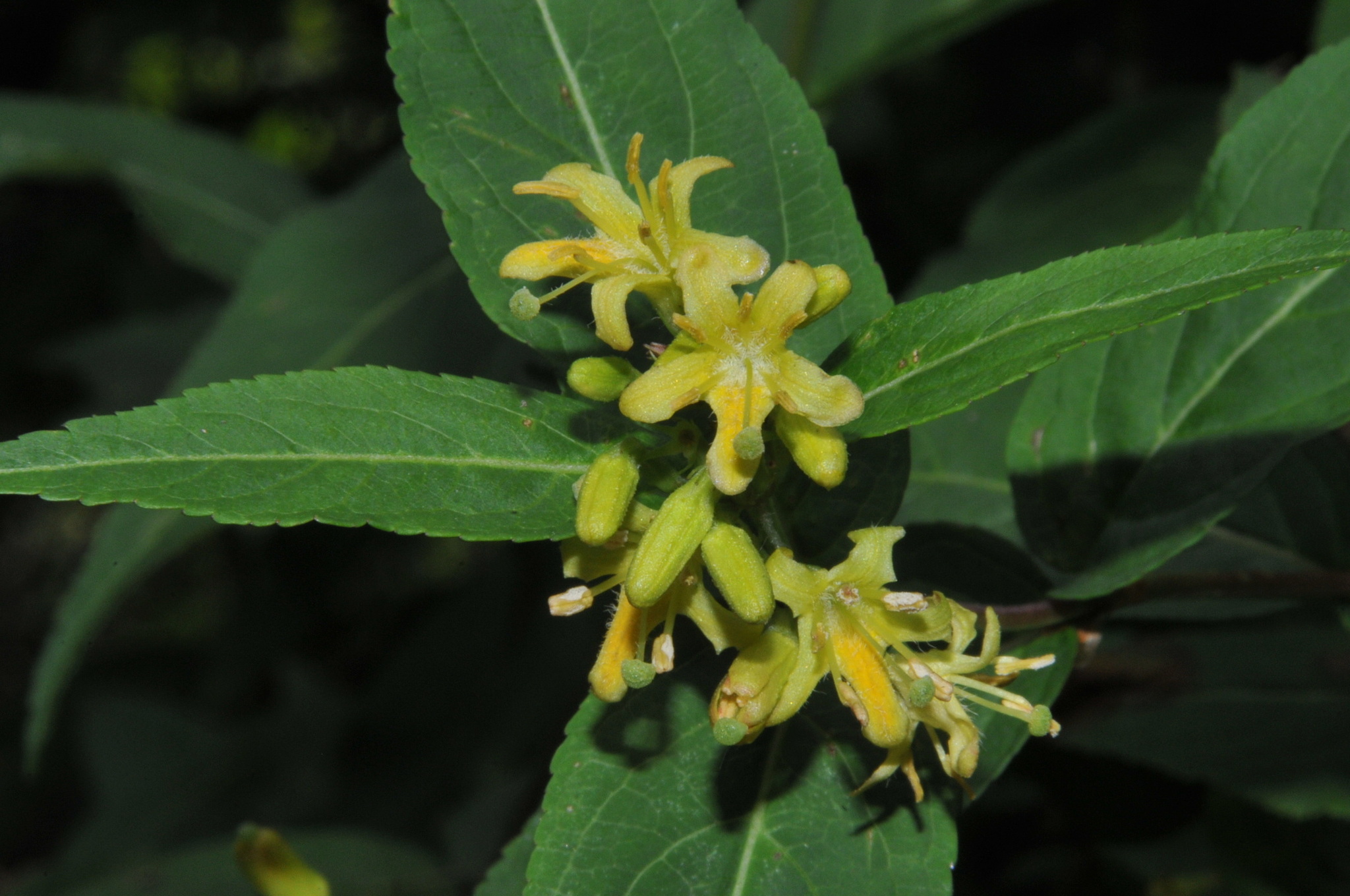Bush-Honeysuckle (Diervilla sessilifolia)
