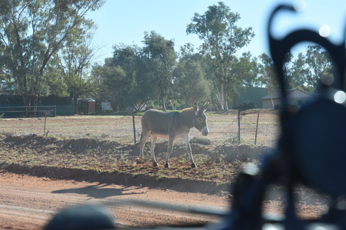 Donkey