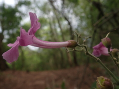 Tanaecium dichotomum