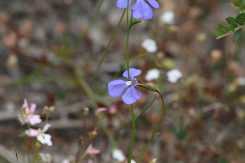 Lobelia tenuior, photograph 4