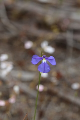(c) Hugo Innes, some rights reserved (CC BY) Lobelia tenuior, photograph (c) Hugo Innes, some rights reserved (CC BY)