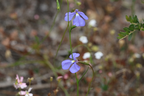 Lobelia tenuior, photograph 5