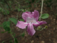 Tanaecium dichotomum