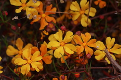 Hugo Innes, CC BY, iNaturalist via GBIF Hibbertia stellaris, photograph Hugo Innes, CC BY, iNaturalist via GBIF