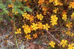 Hugo Innes, CC BY, iNaturalist via GBIF Hibbertia stellaris, photograph Hugo Innes, CC BY, iNaturalist via GBIF