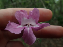 Tanaecium dichotomum