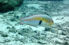 Halichoeres maculipinna