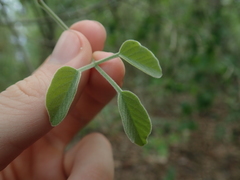 Tanaecium dichotomum