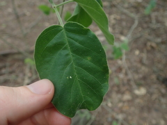 Tanaecium dichotomum