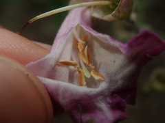 Tanaecium dichotomum