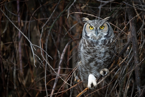 Great Horned Owl photographed in Oregon