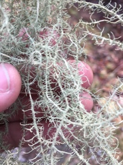 Usnea angulata