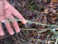 Usnea angulata