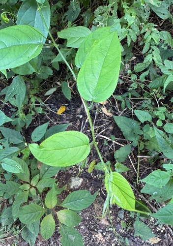 Passiflora serratifolia, photograph 4