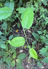 (c) chrisdt, some rights reserved (CC BY) Passiflora serratifolia, photograph (c) chrisdt, some rights reserved (CC BY)